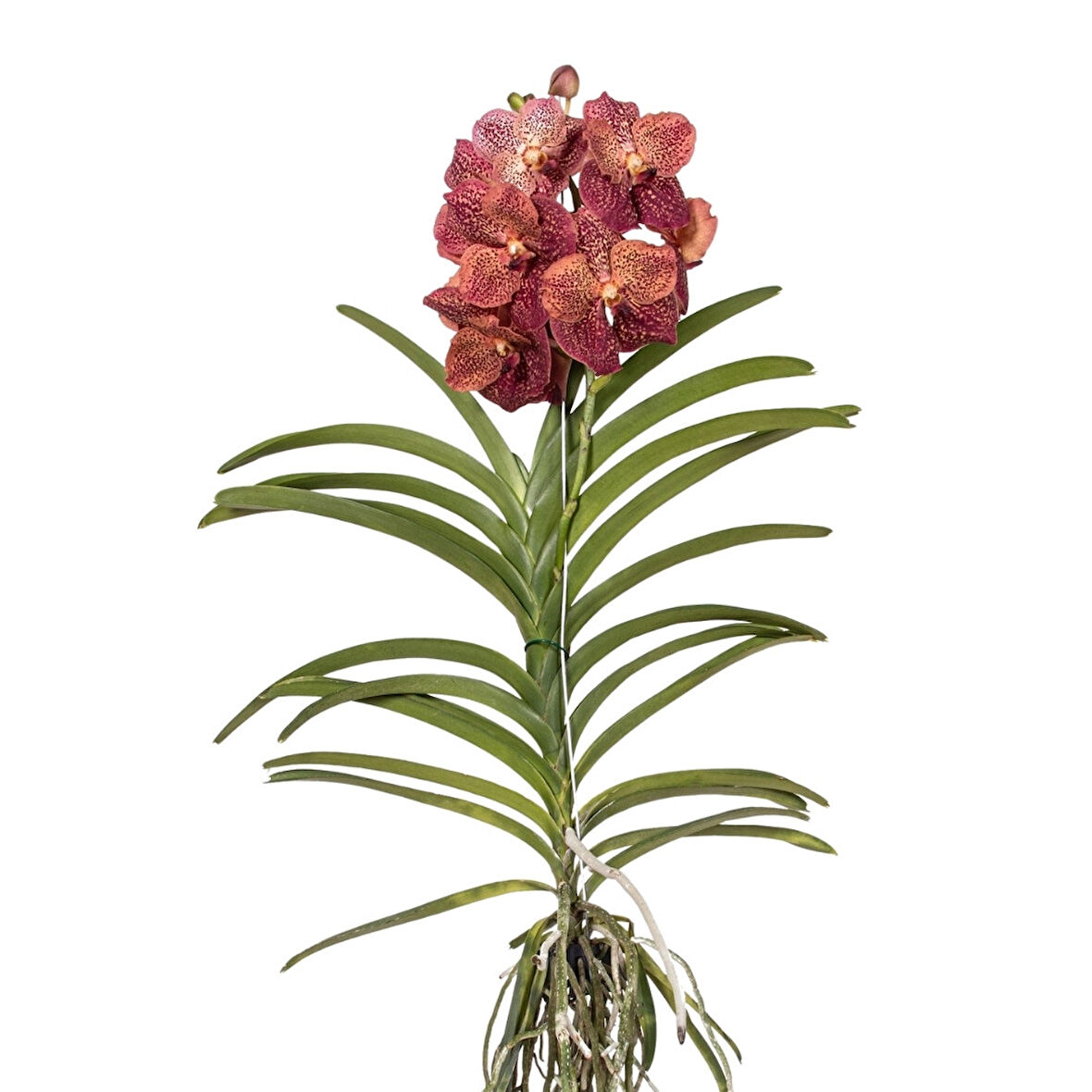 Vanda Sunanda 'Leopard Coral' (Vanda Orkide)