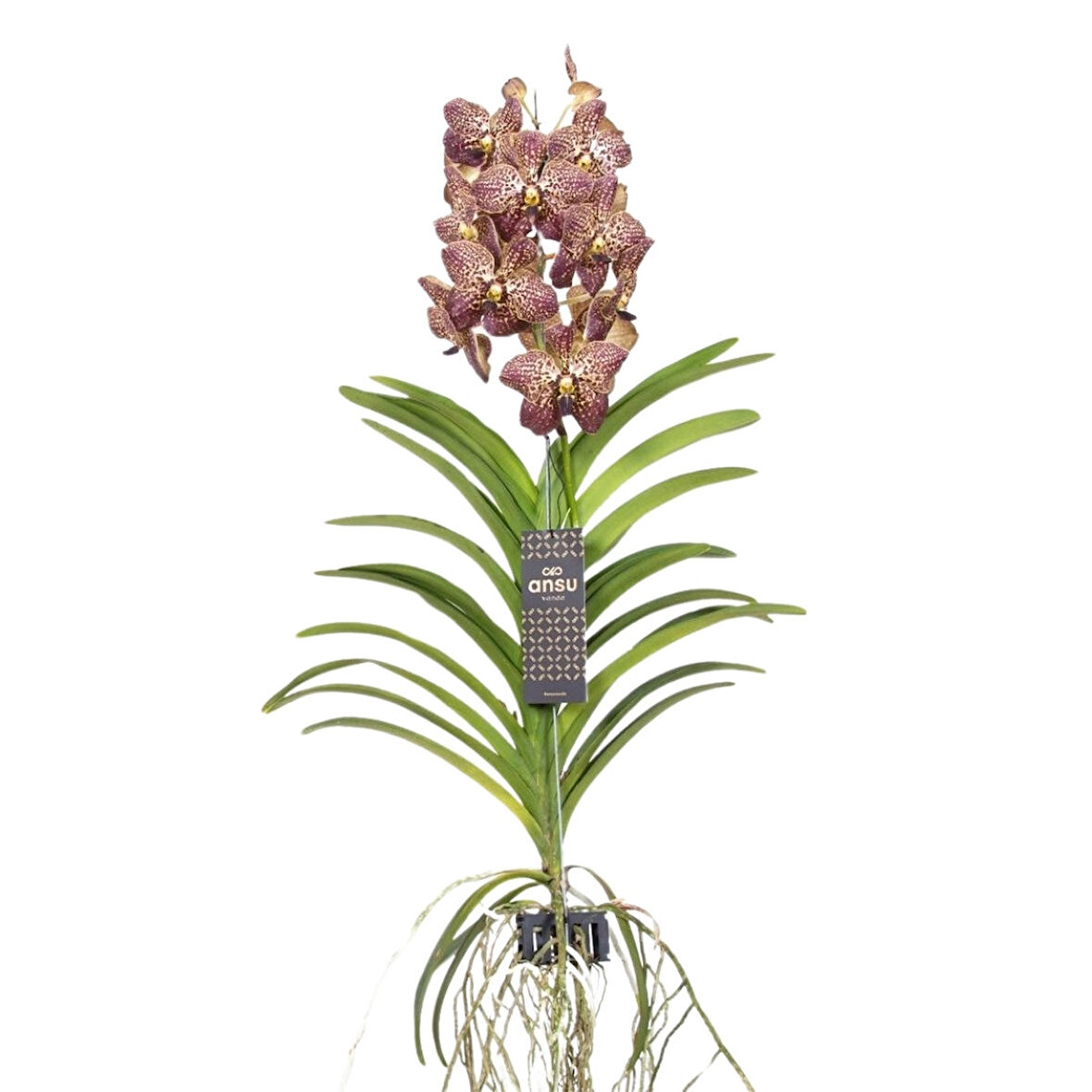 Vanda Sunanda 'Ocelot Sangria' (Vanda Orkide)