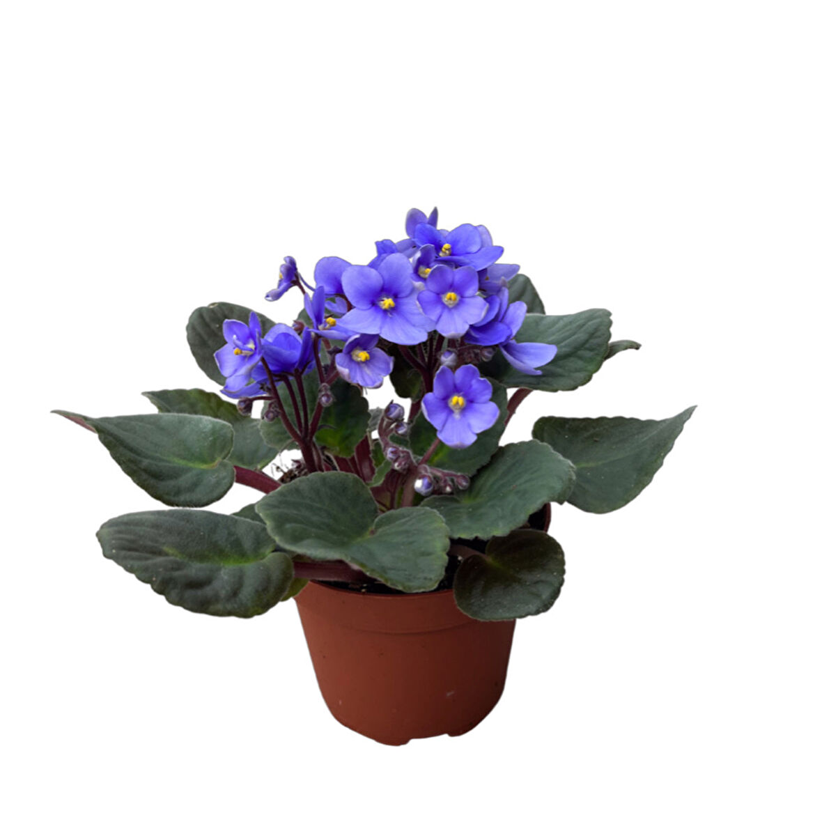 Saintpaulia Ionantha 'Blue' (Menekşe Çiçeği)