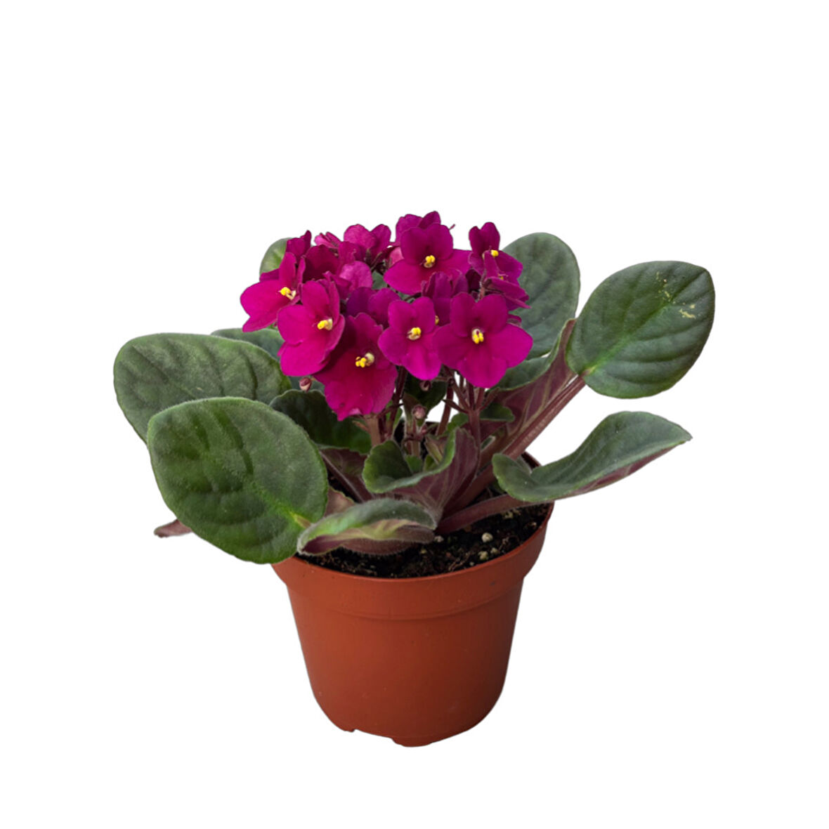 Saintpaulia Ionantha 'Purple' (Menekşe Çiçeği)