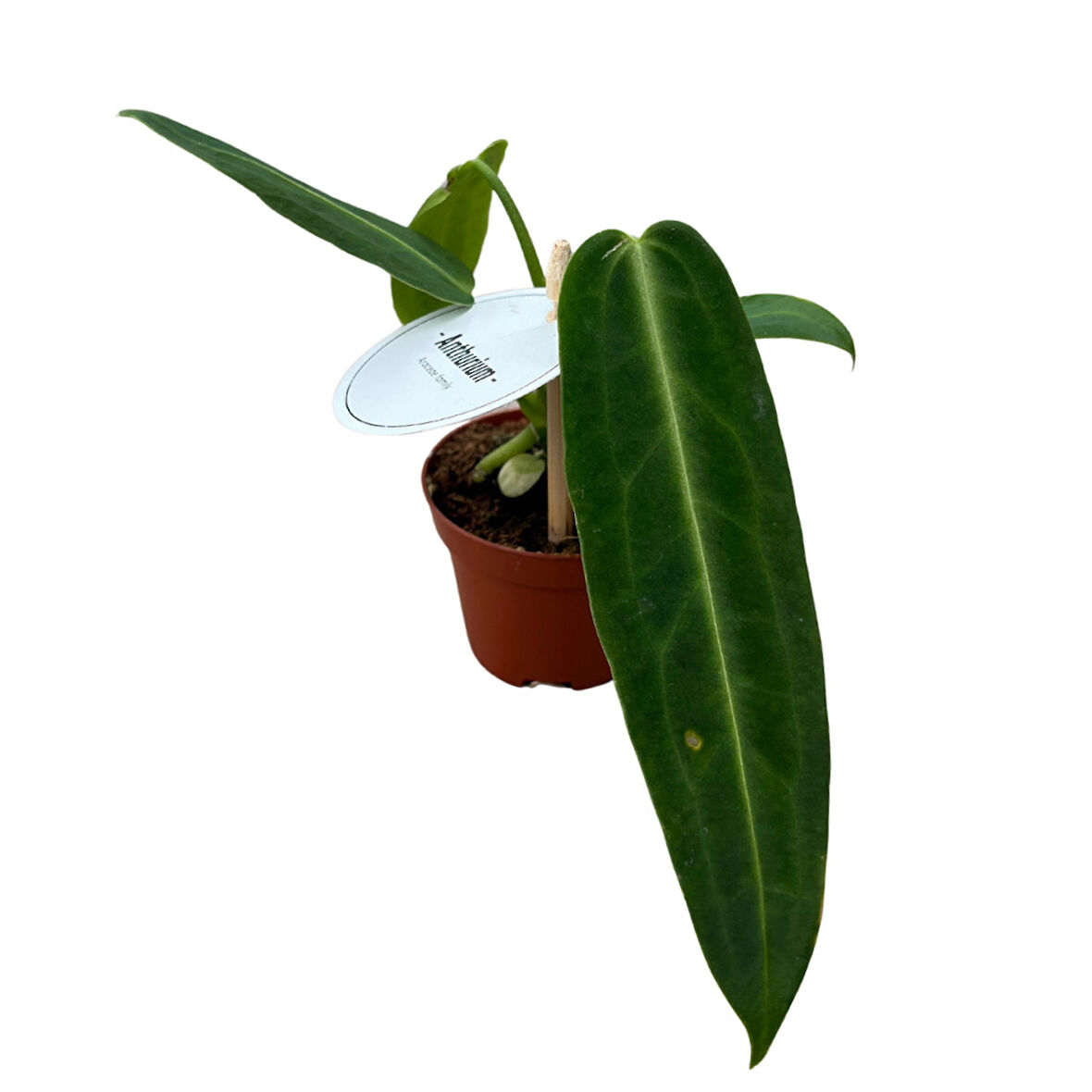 Anthurium Warocqueanum