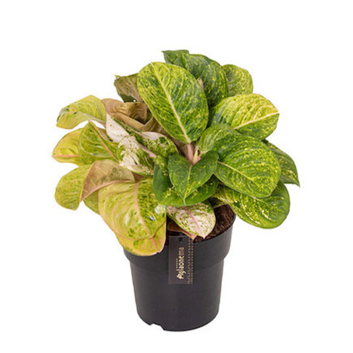 Aglaonema 'Apple Fantasy' (Çin Herdemyeşili)