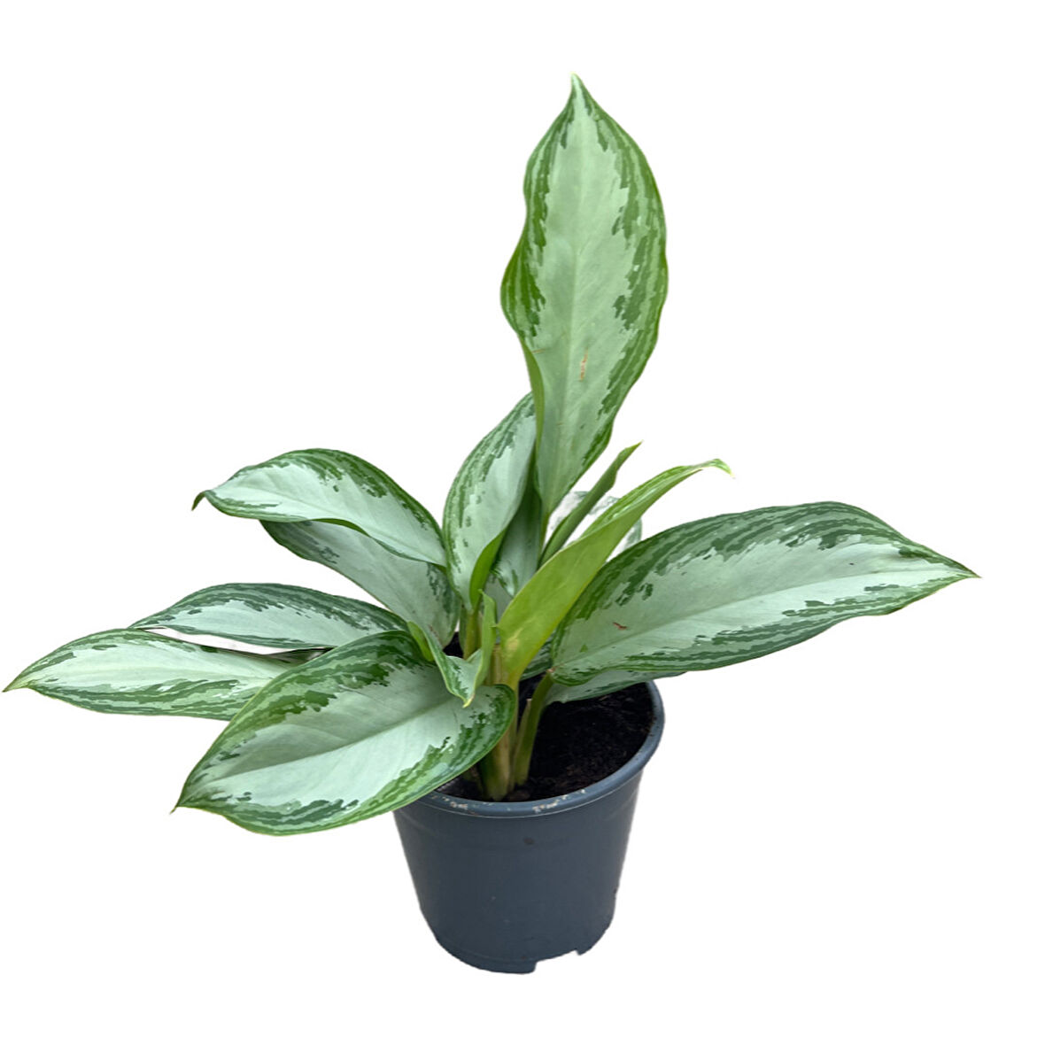 Aglaonema ‘Silver Bay’ (Çin Herdemyeşili)