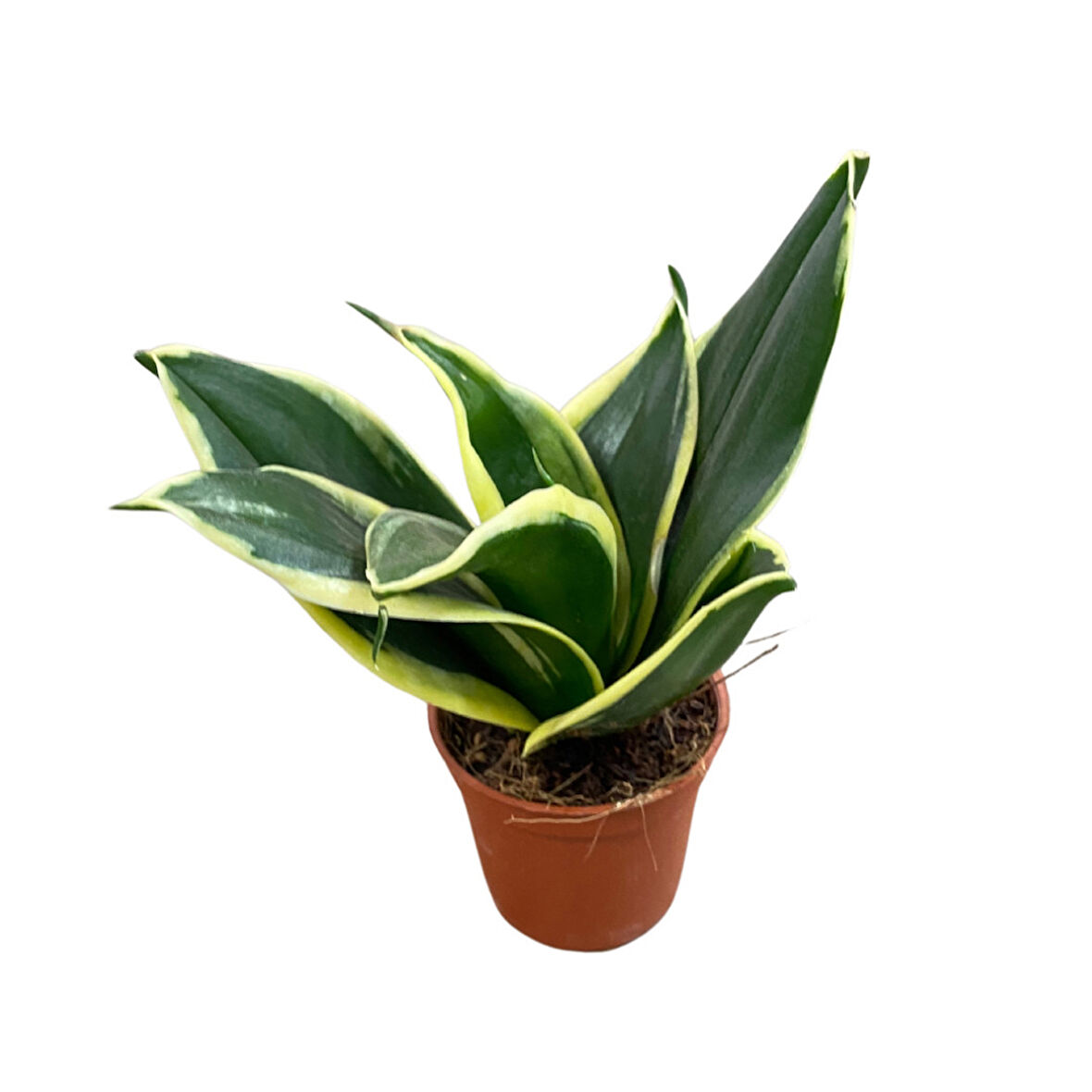 Sansevieria 'Yellow Stripe' (Paşa Kılıcı)