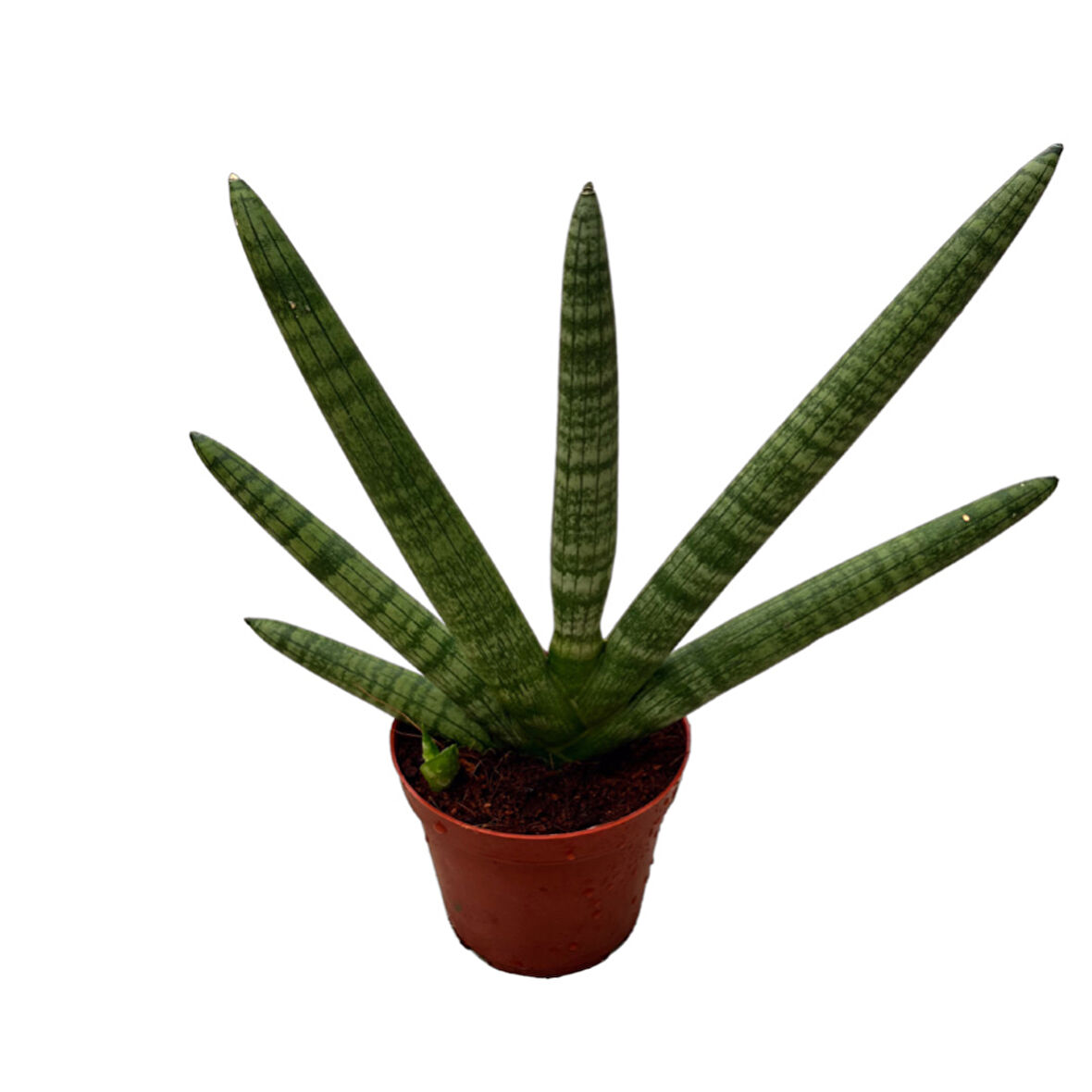 Sansevieria Cylindrica 'Skyline' (Paşa Kılıcı)