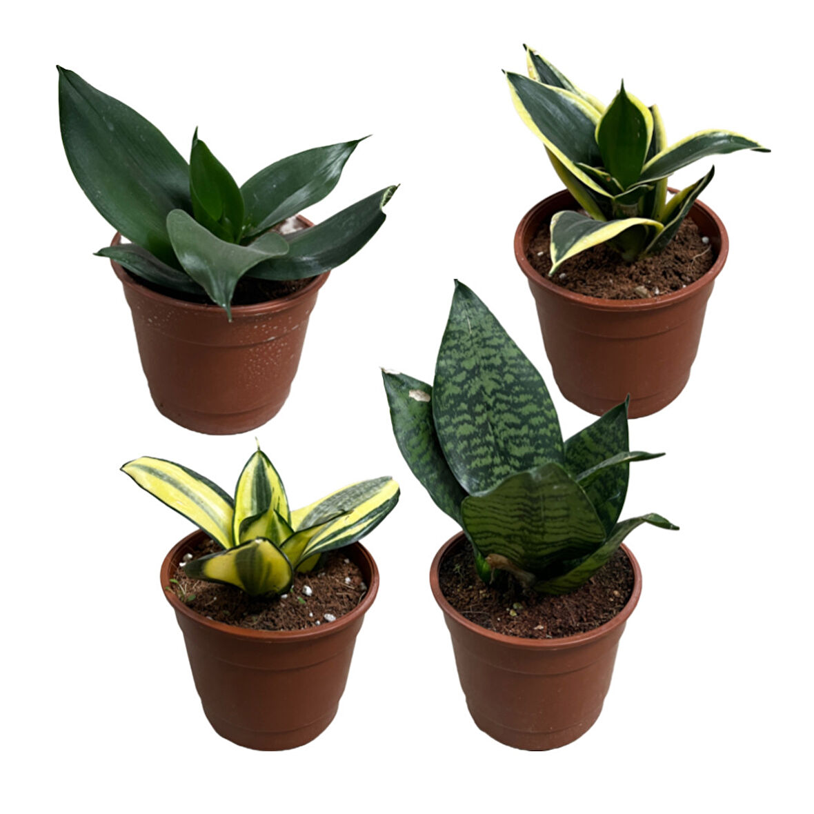 Sansevieria (4'lü Set)