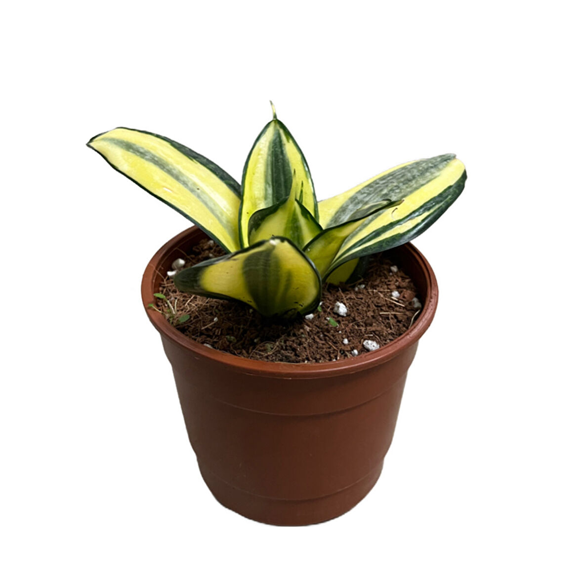 Sansevieria ‘Golden Hahnii’ (Paşa Kılıcı)