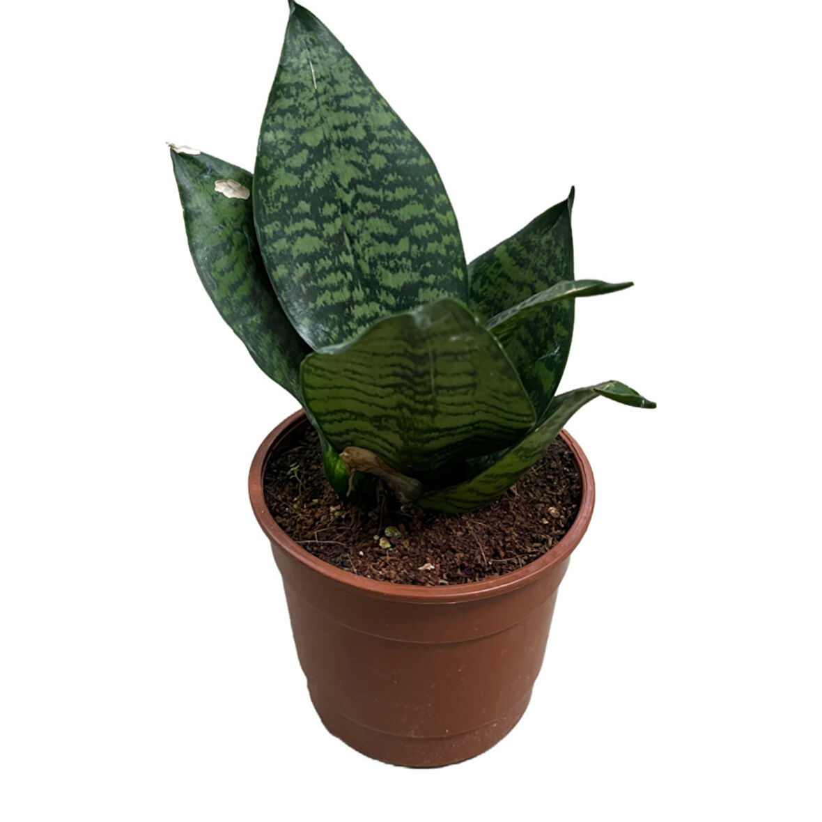 Sansevieria Zeylanica (Paşa Kılıcı)