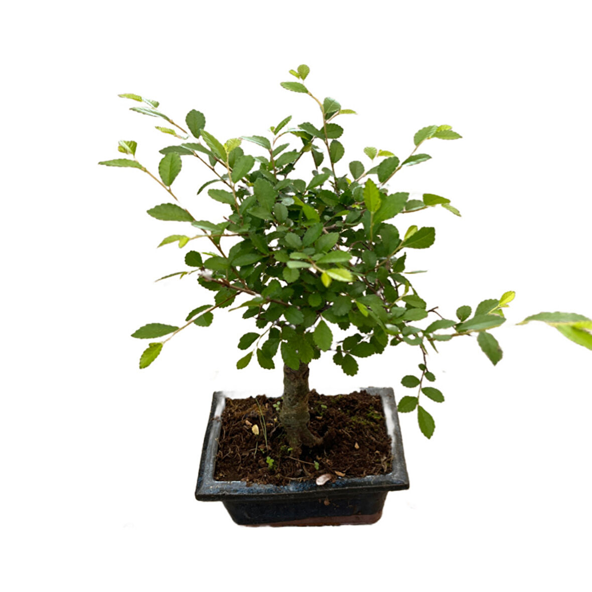 Bonsai - Zelkova