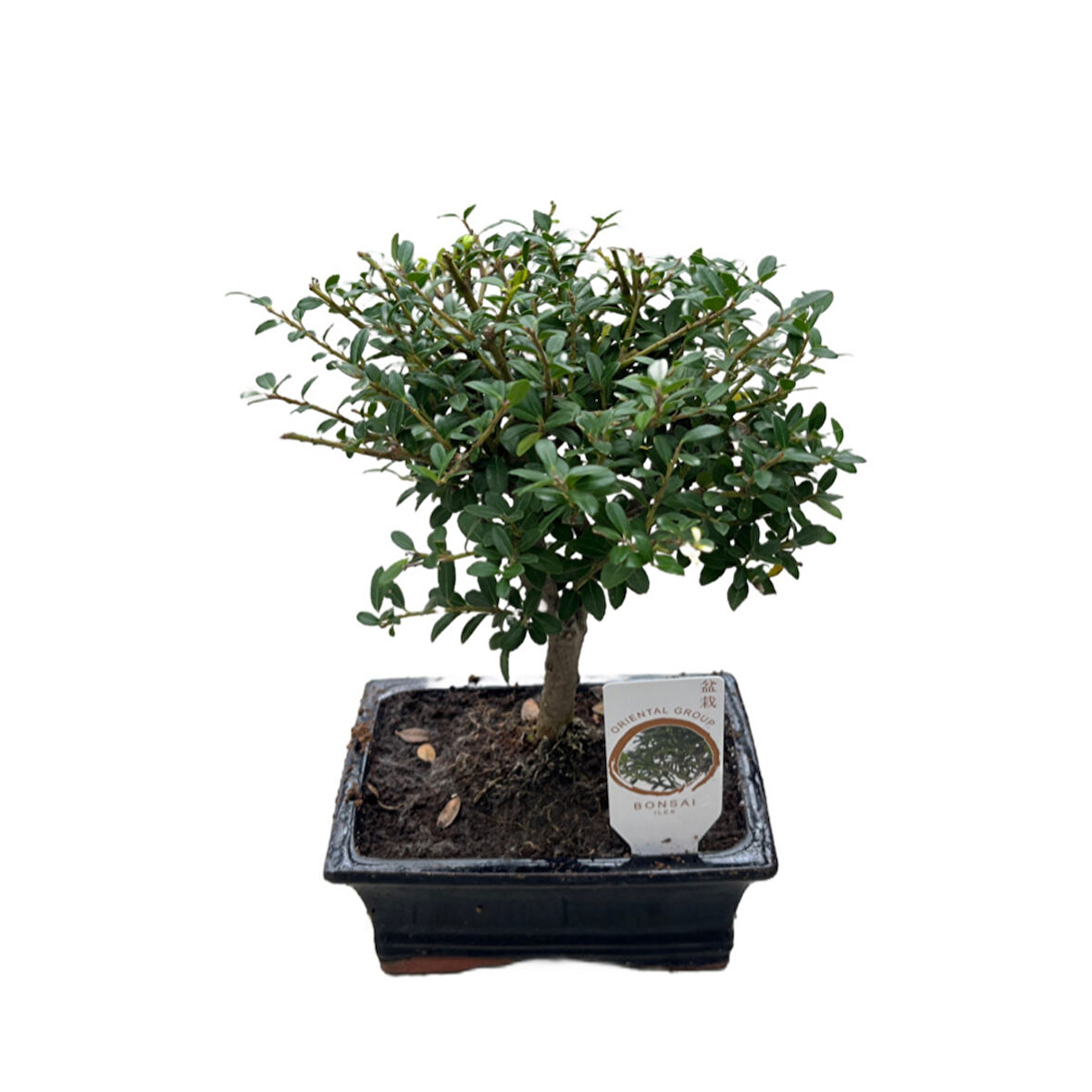 Bonsai - Ilex