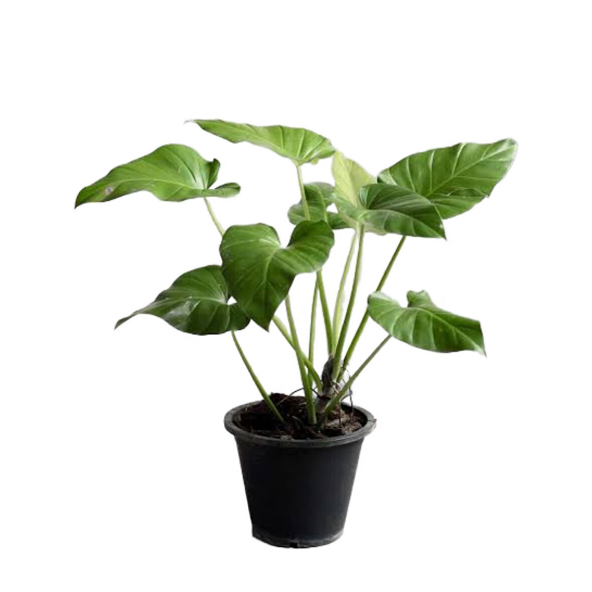 Philodendron Giganteum
