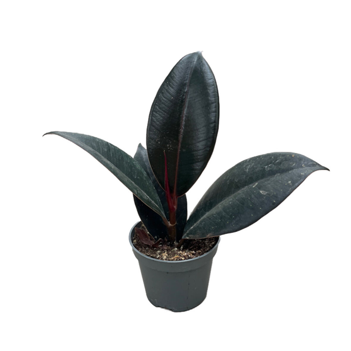 Ficus Elastica 'Abidjan' (Kauçuk Çiçeği)