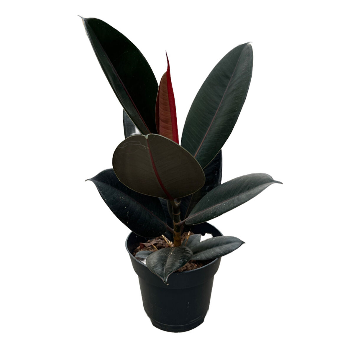 Ficus Elastica 'Abidjan' (Kauçuk Çiçeği)