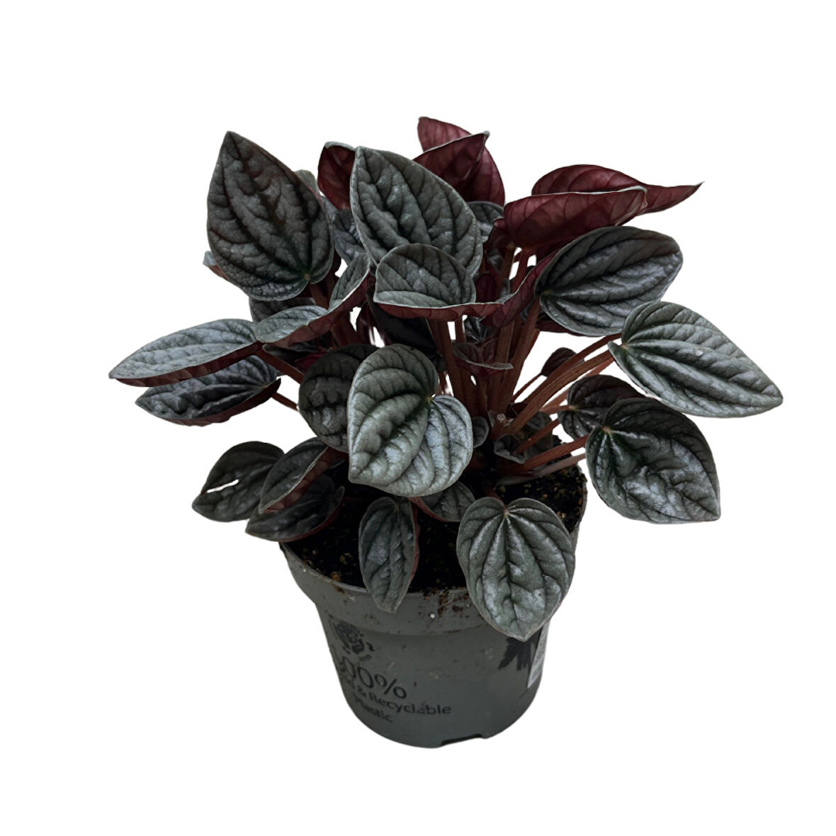 Peperomia Caperata 'Caracas' (Zümrüt Dalgası Çiçeği)
