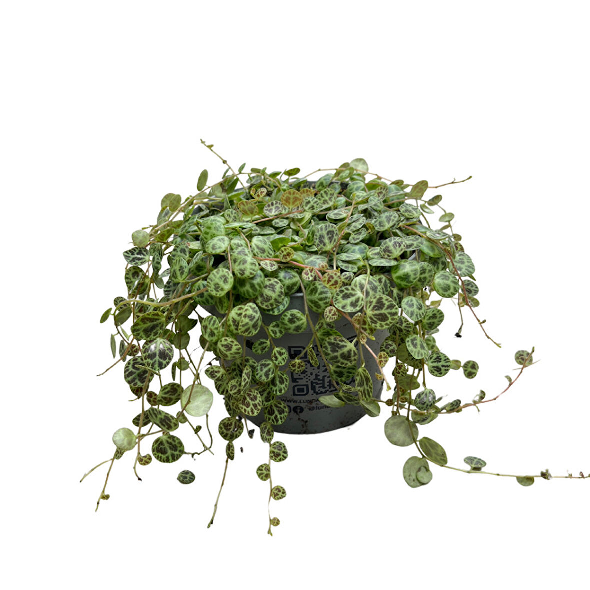 Peperomia Prostrata (Kaplumbağa Kabuğu Çiçeği)