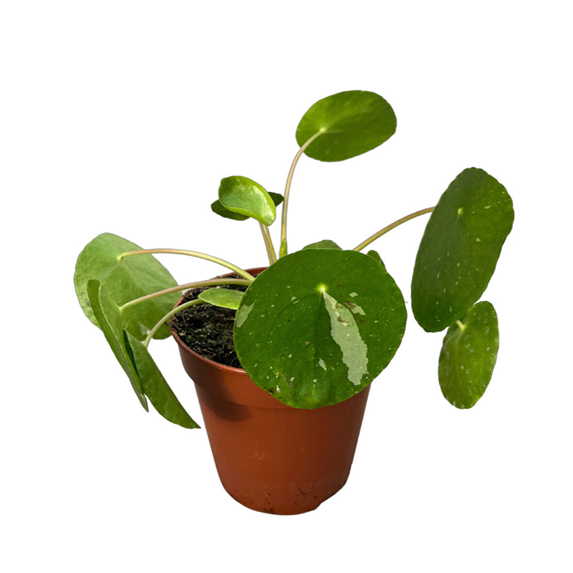 Pilea Peperomioides 'White Splash' (Para Çiçeği)