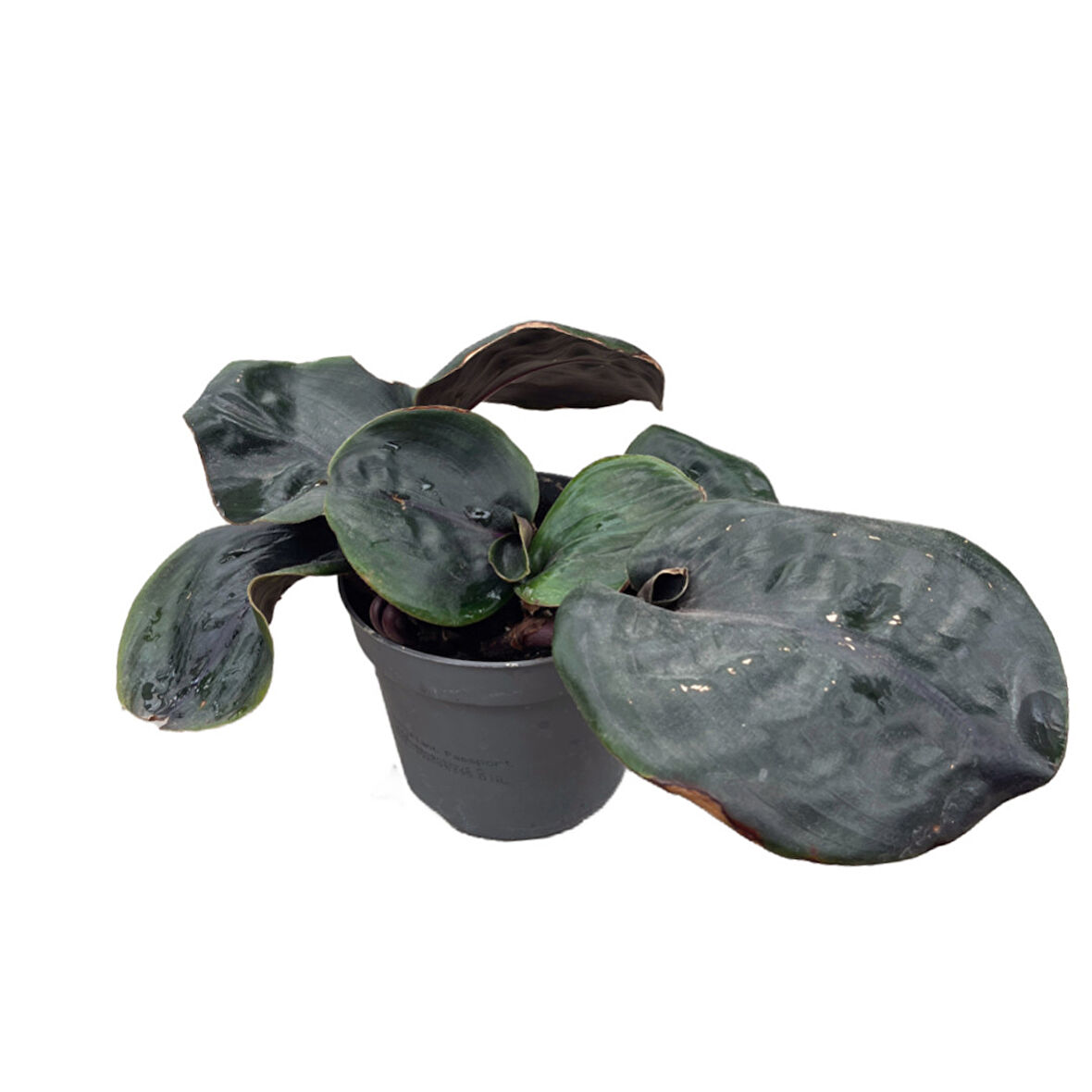 Geogenanthus 'Midnight Pearl'