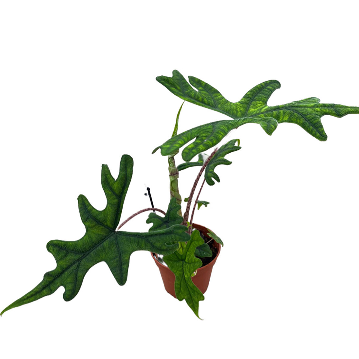 Alocasia Jacklyn (Fil Kulağı)