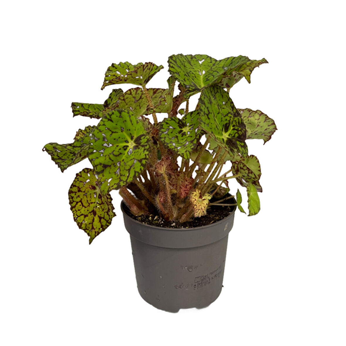 Begonia Froggy (Begonya)