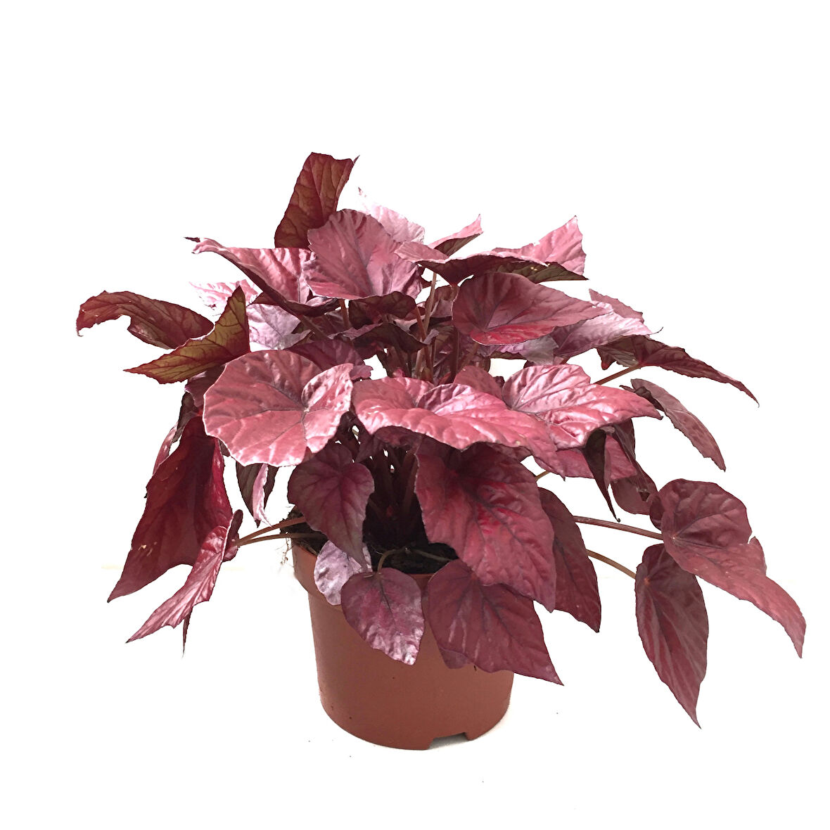 Begonia Rex 'Inca Flame' (Begonya)