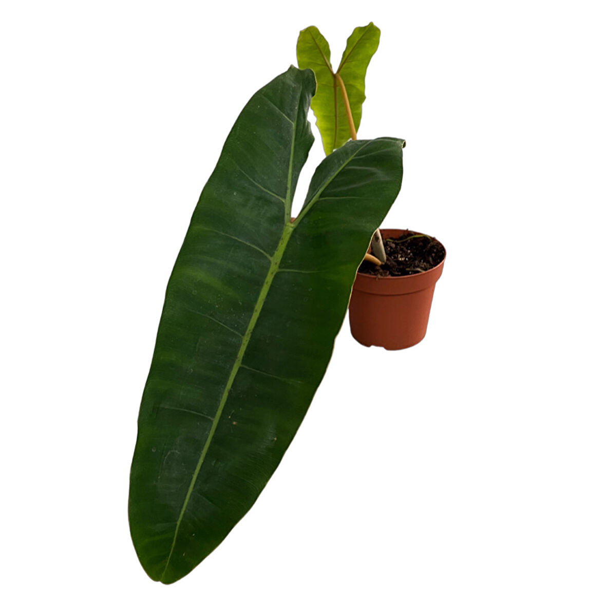 Philodendron Billietiae