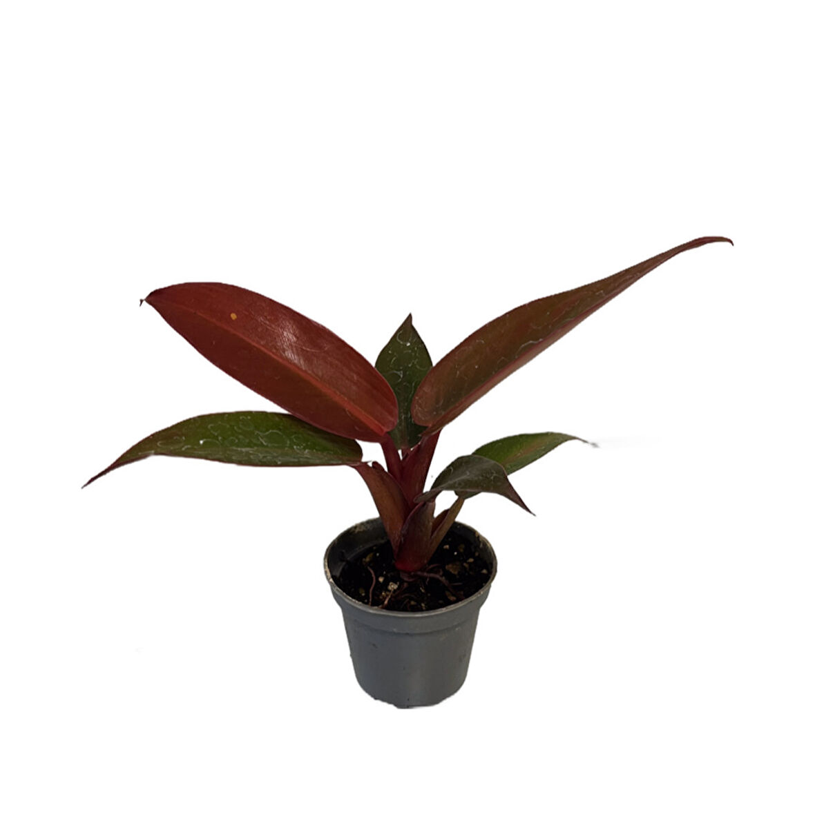Philodendron 'Red Sun'
