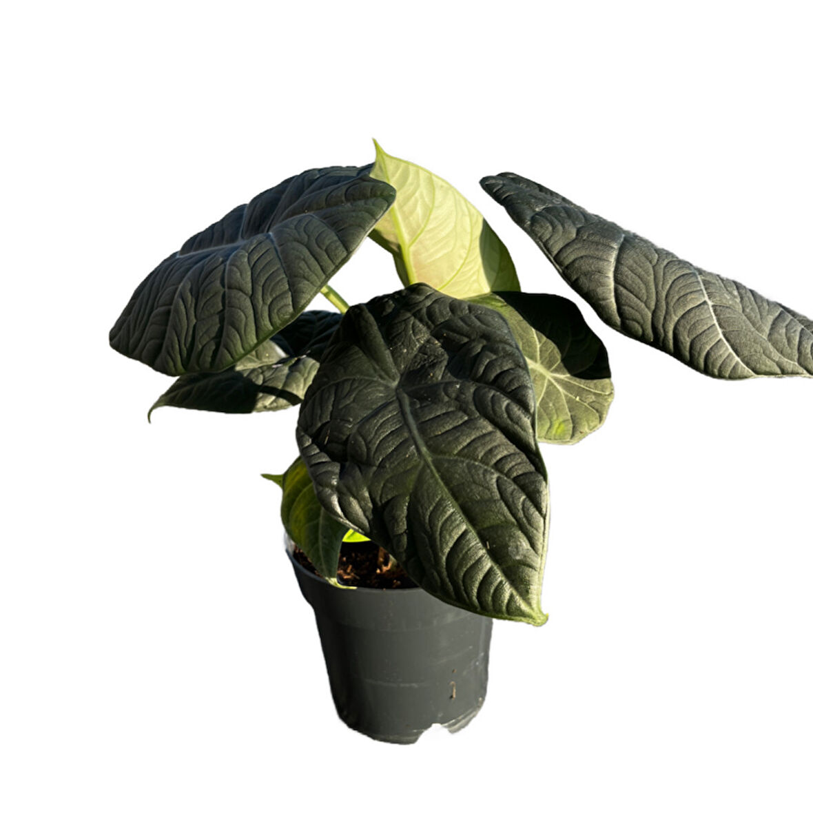 Alocasia Maharani (Fil Kulağı)