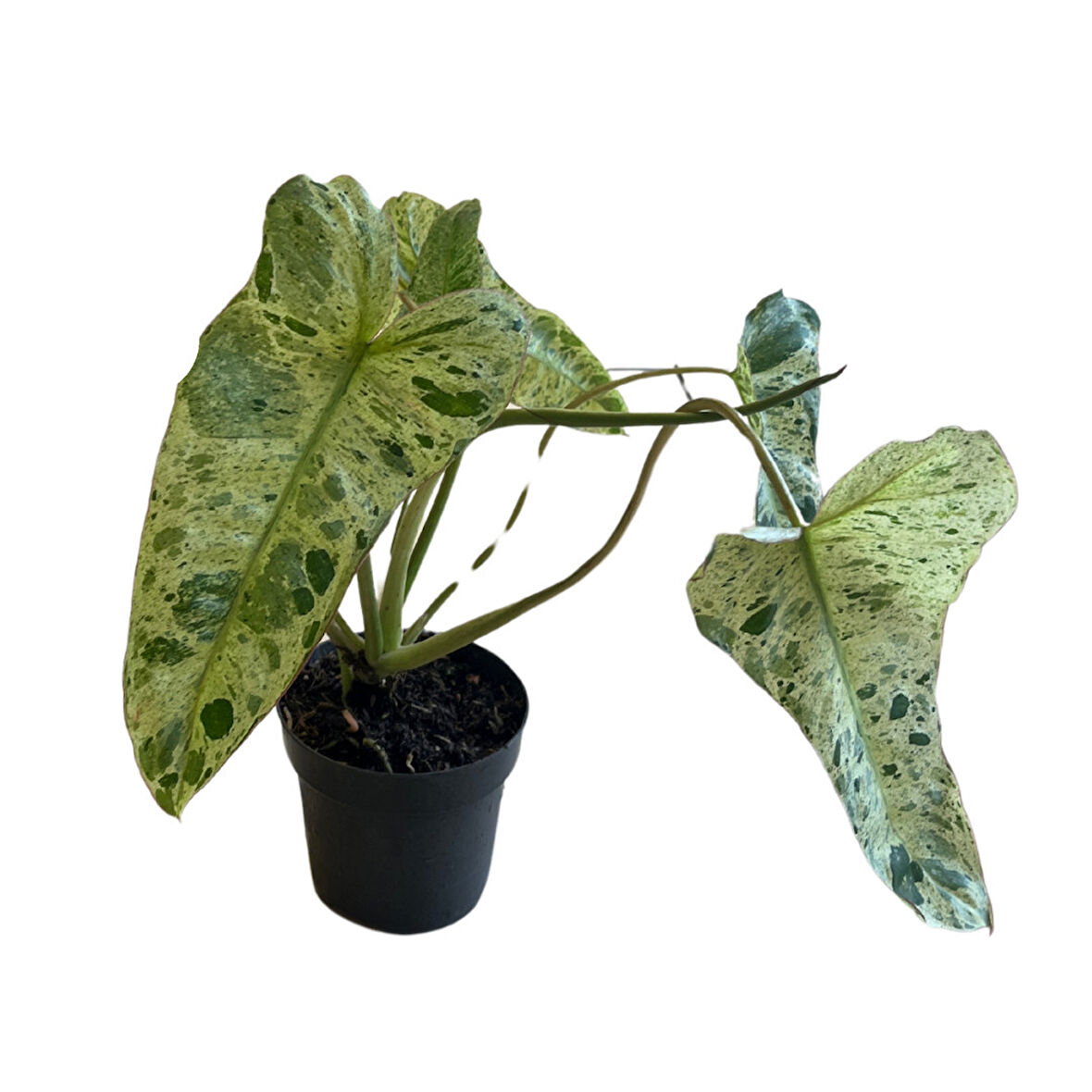 Philodendron 'Paraiso Verde'