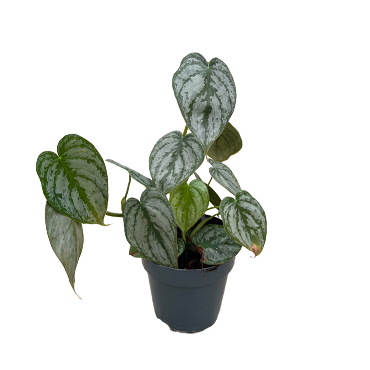 Philodendron Brandtianum