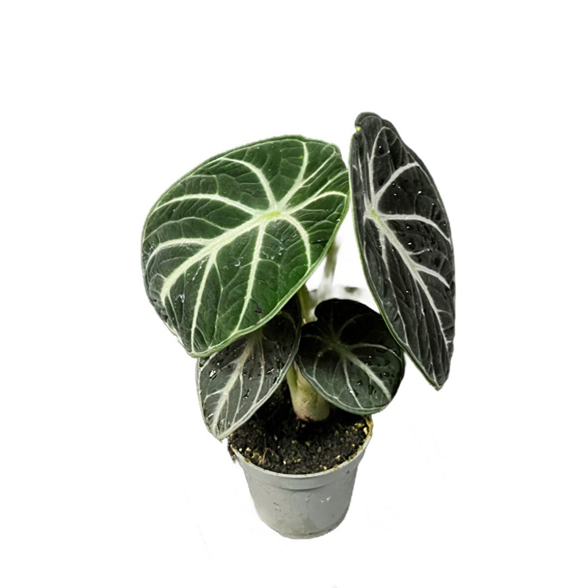 Alocasia Reginula 'Ninja' (Fil Kulağı)