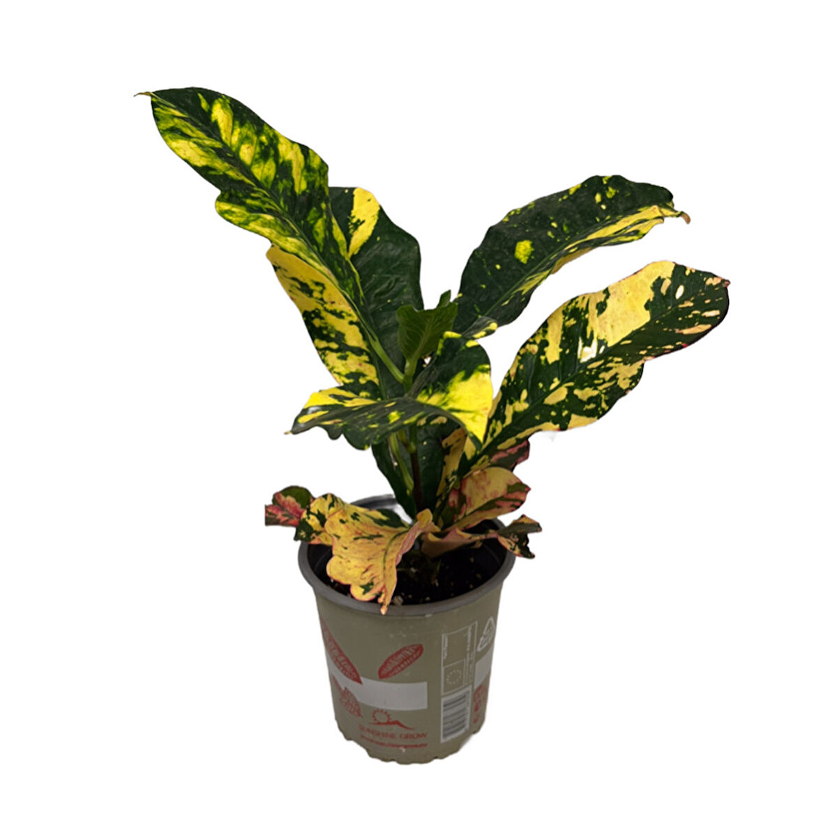 Codiaeum Variegatum 'Magnificent' (Kraton Çiçeği)