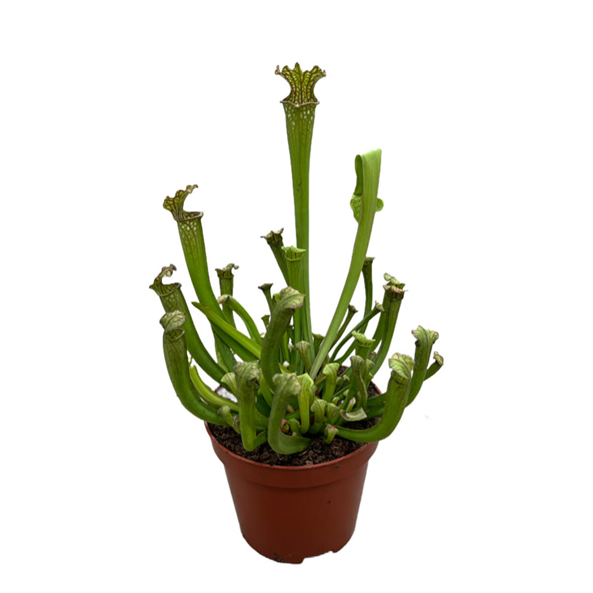 Sarracenia ‘Umlanftiana’ (Sinek Kapan Etobur Bitki)