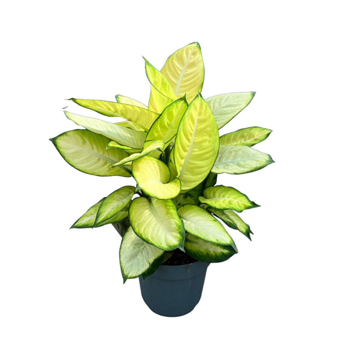 Dieffenbachia 'Summer Style' (Difenbahya Çiçeği)