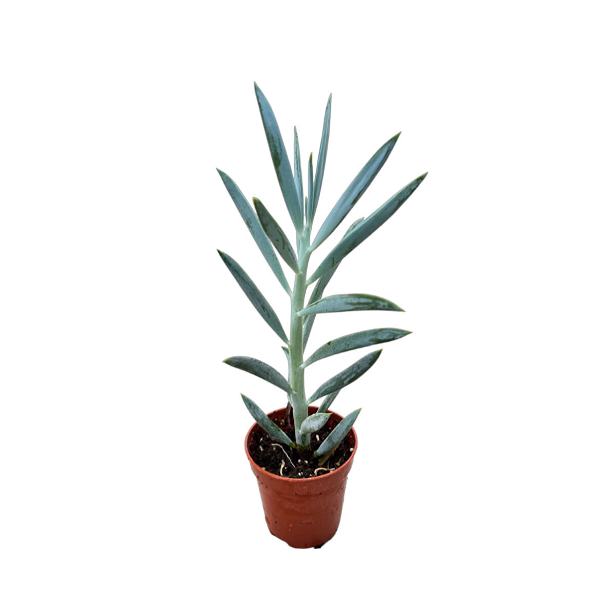 Senecio Serpens 'Blue Chalksticks' (Sukulent)