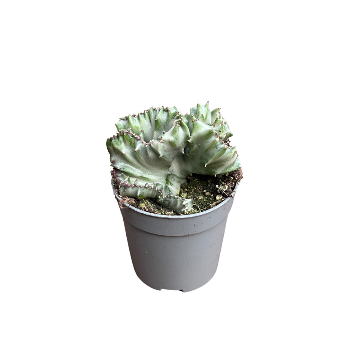 Euphorbia Lactea 'Cristata' (Kaktüs)