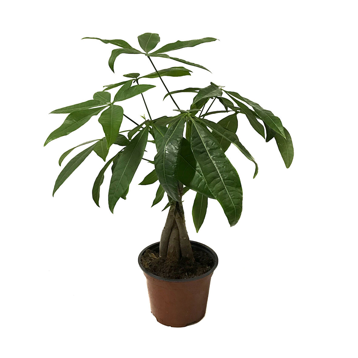 Pachira Aquatica (Para Ağacı)