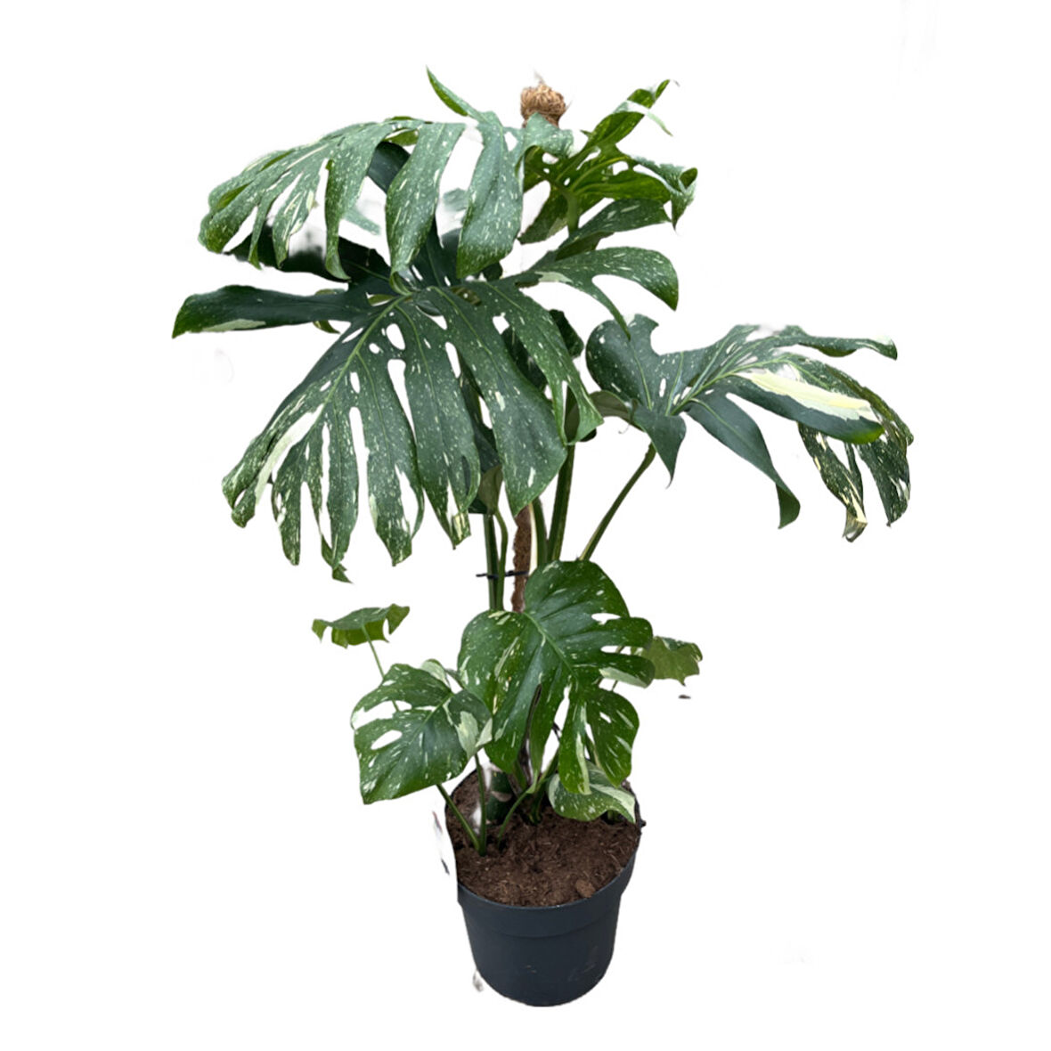 Monstera Deliciosa 'Thai Constellation' (Deve Tabanı)