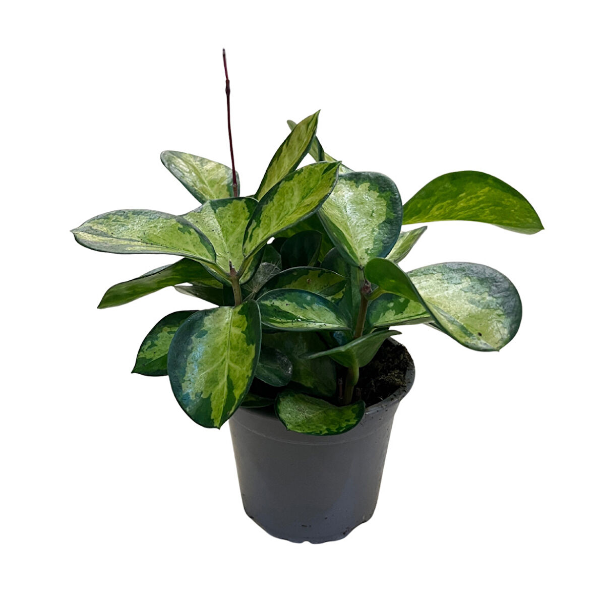 Hoya Australis 'Lisa' (Mum Çiçeği)