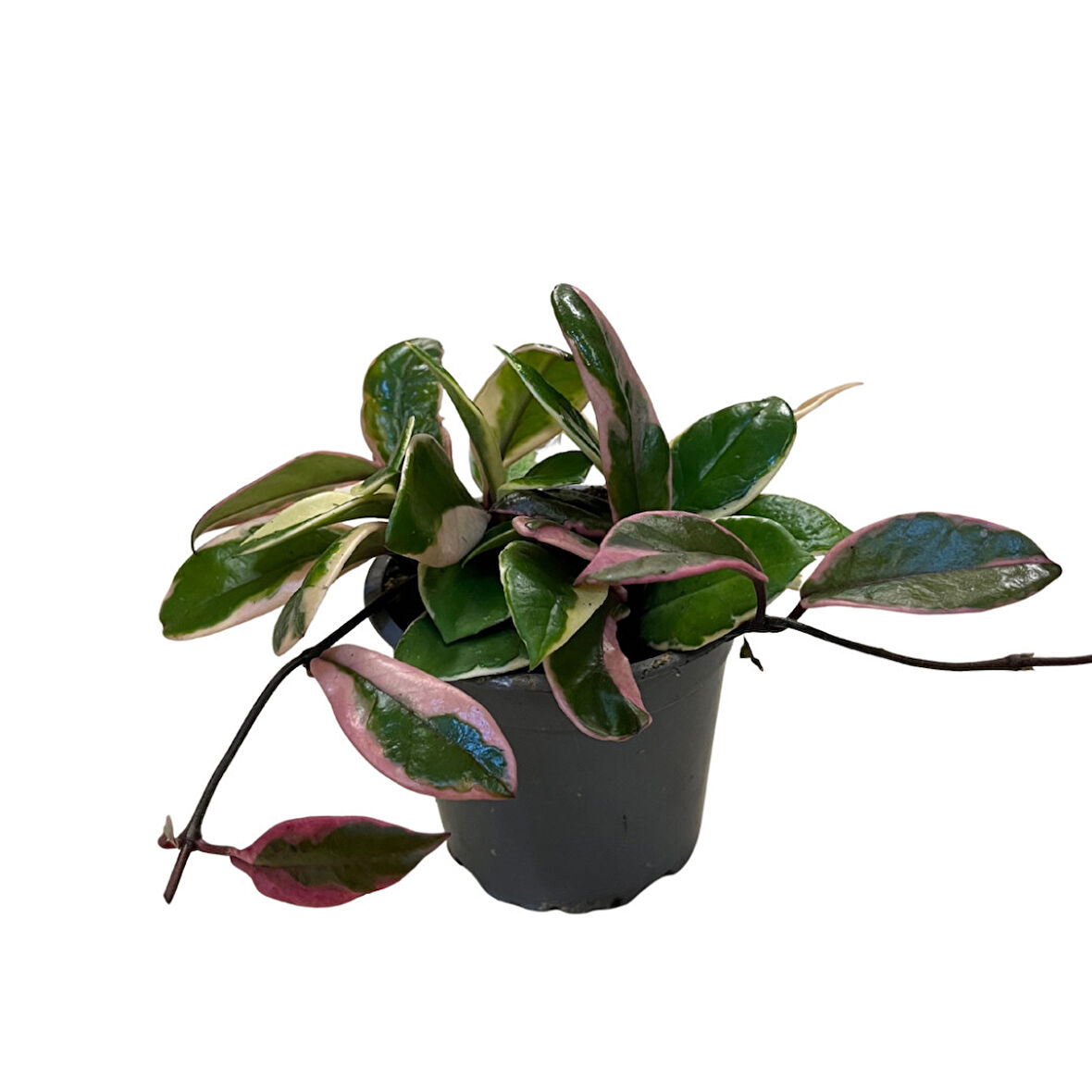 Hoya 'Flamingo Dream' (Mum Çiçeği)