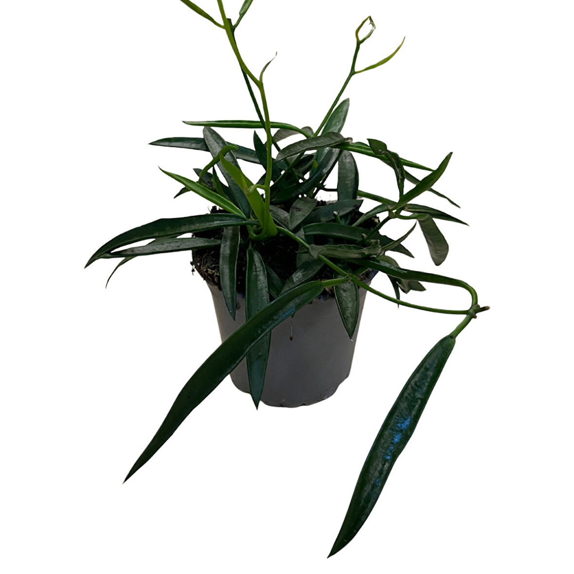 Hoya Longifolia (Mum Çiçeği)