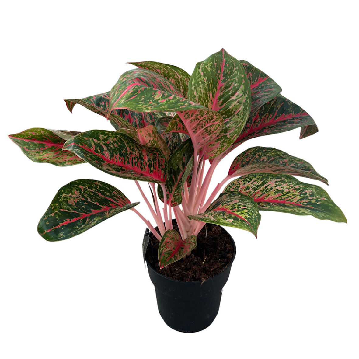Aglaonema 'Lychee Red' (Çin Herdemyeşili)