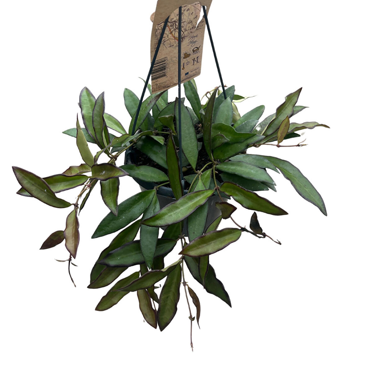 Hoya 'Rosita' (Mum Çiçeği)