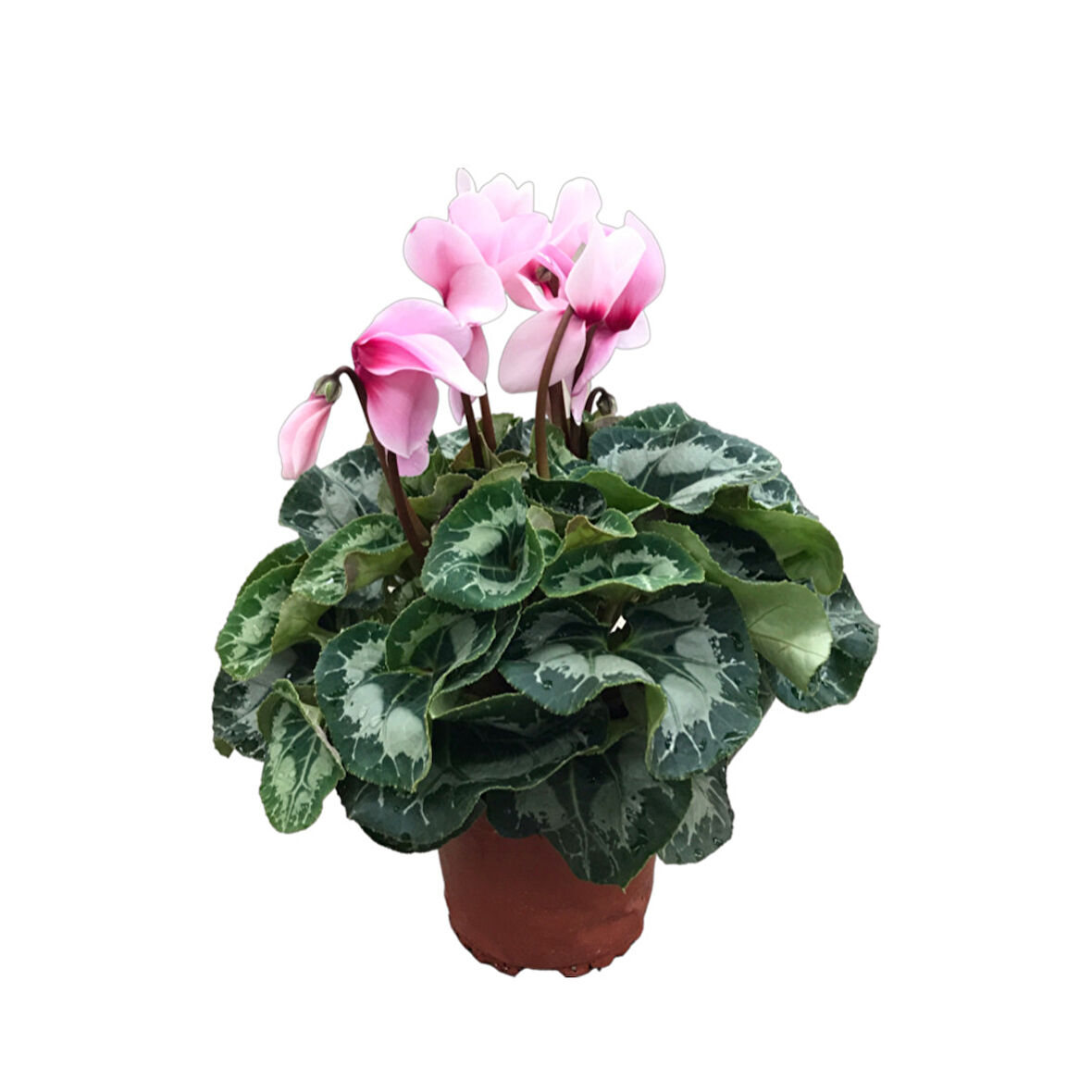 Cyclamen Persicum 'Sugar Pink' (Sıklamen Çiçeği)