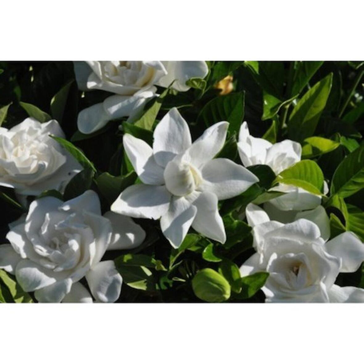 Gardenya Çiçeği Fidanı 10-20 cm