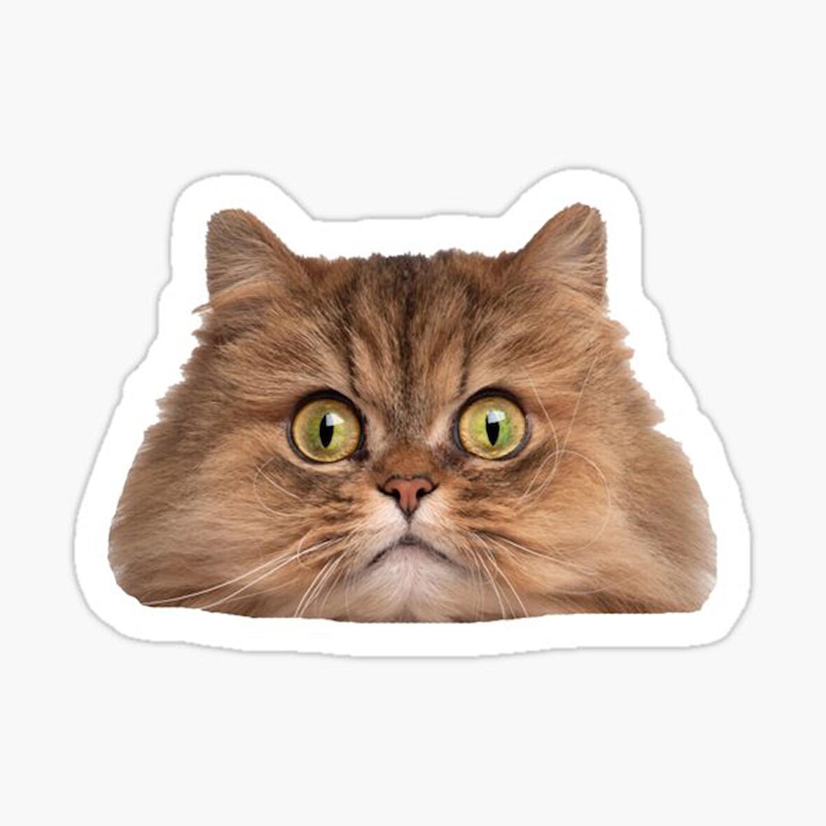Cins Kedi İran Kedisi Araba Oto Sticker Etiket Renkli V3