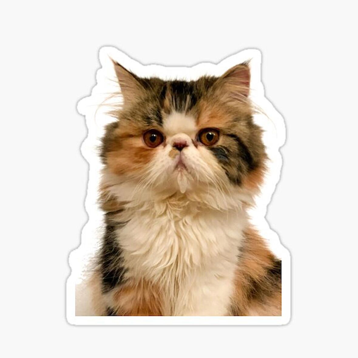 Cins Kedi İran Kedisi Araba Oto Sticker Etiket Renkli V5