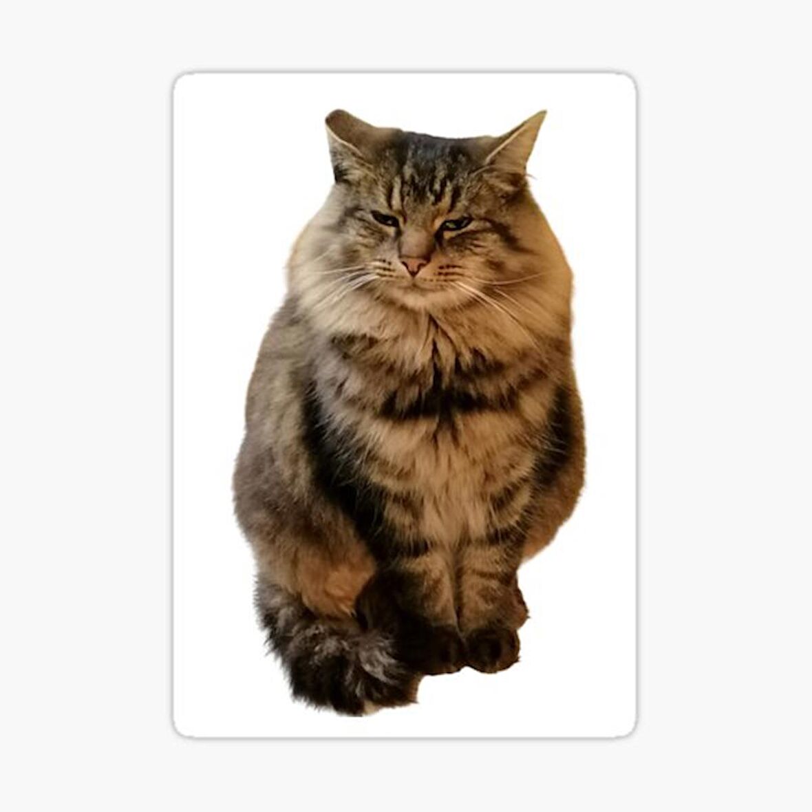 Cins Kedi İran Kedisi Araba Oto Sticker Etiket Renkli V9