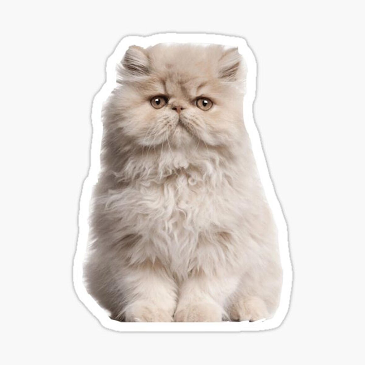 Cins Kedi İran Kedisi Araba Oto Sticker Etiket Renkli Z4