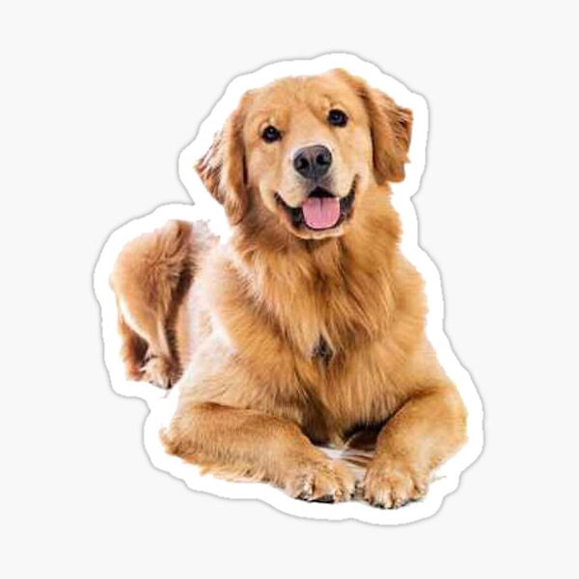 Golden Retriever Köpek Sticker Araba Oto Yapıştırması 17CM A5