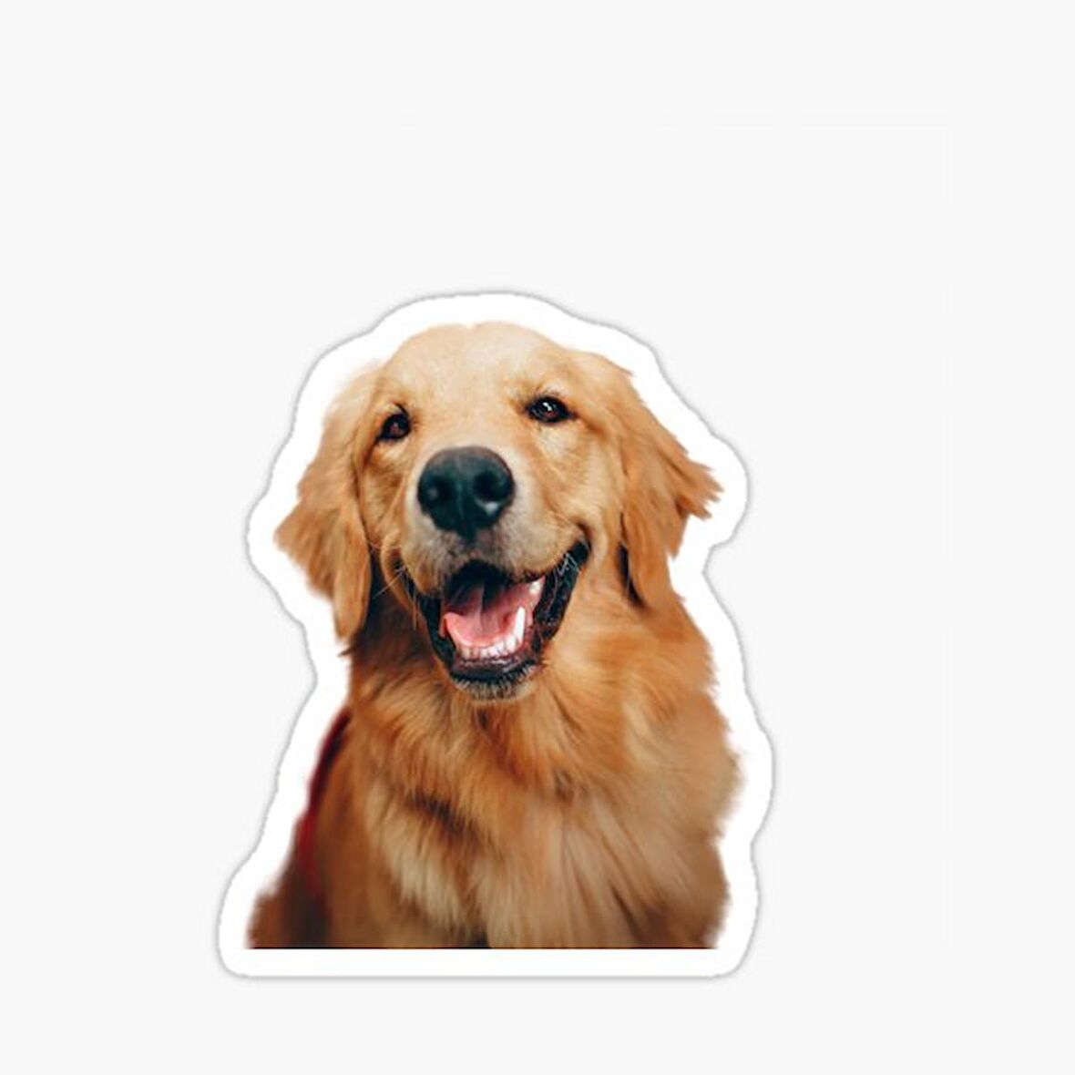 Golden Retriever Köpek Sticker Araba Oto Yapıştırması 17CM A9